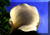 arum.jpg (49802 octets)
