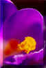 crocus1.jpg (24645 octets)