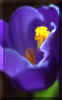 crocus2.jpg (21038 octets)