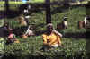 cueillette_sri_lanka_1.jpg (81966 octets)