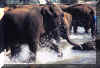 elephant.jpg (59538 octets)