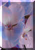 geraniums.jpg (28892 octets)