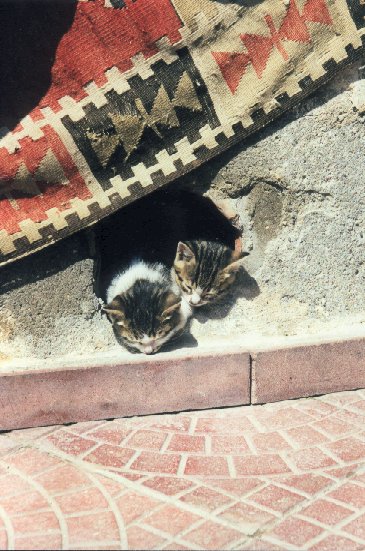 chats.jpg (71829 octets)