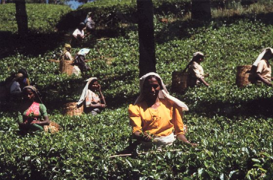 cueillette_sri_lanka_1.jpg (81966 octets)