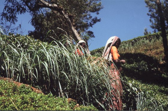 cueillette_sri_lanka_2.jpg (83884 octets)