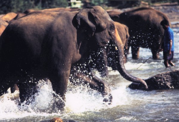 elephant.jpg (59538 octets)