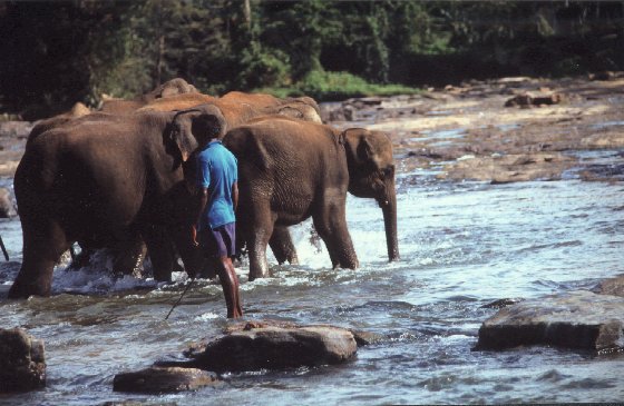sri_lanka_toilette_elephants.jpg (57660 octets)