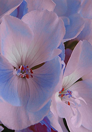 geraniums.jpg (28892 octets)