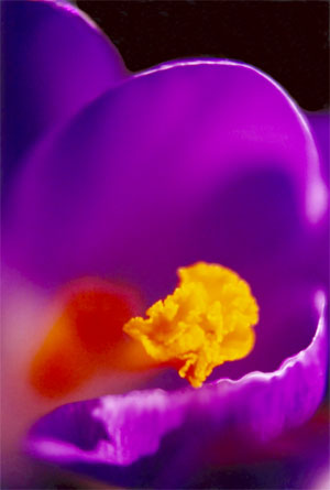 crocus1.jpg (24645 octets)