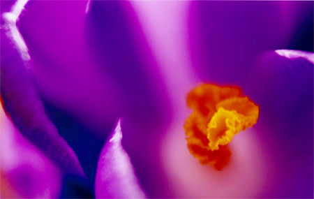crocus3.jpg (23082 octets)
