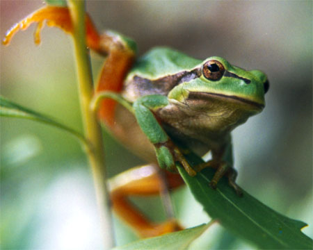 grenouille.jpg (34440 octets)