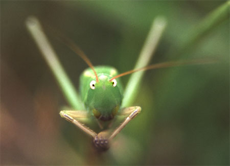 insecte1.jpg (20274 octets)
