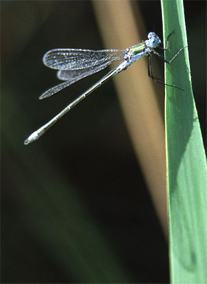 insecte2.jpg (25126 octets)