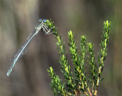 insecte3.jpg (36518 octets)