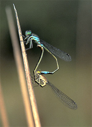 insecte4.jpg (29909 octets)