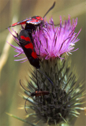 insecte5.jpg (36496 octets)