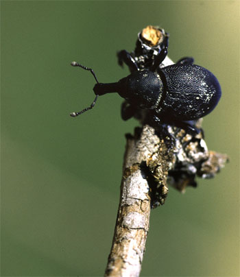 insecte6.jpg (29358 octets)