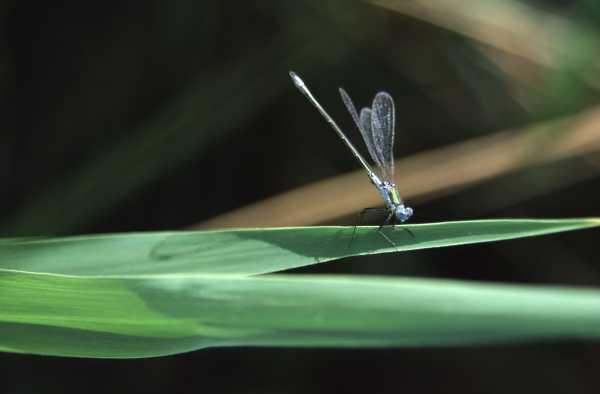 macro1.jpg (10920 octets)