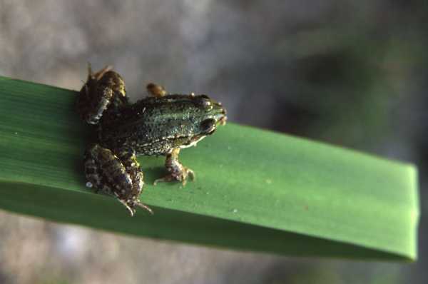 macro3.jpg (12391 octets)