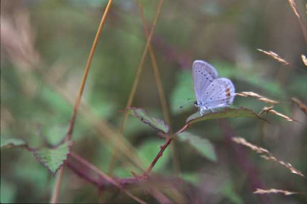 macro4.jpg (13017 octets)