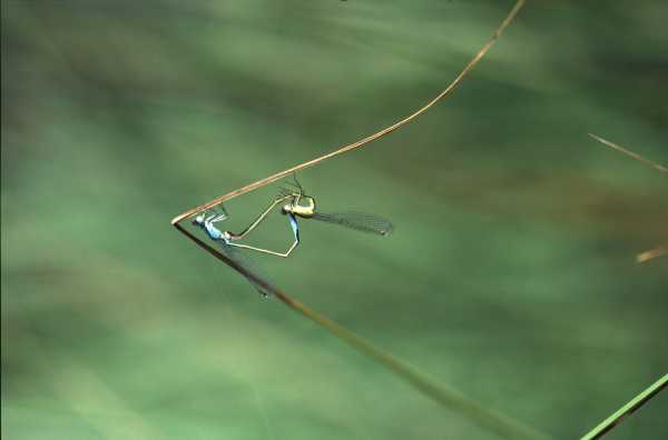 macro5.jpg (8871 octets)