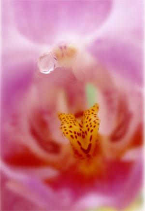 orchidee1.jpg (21621 octets)