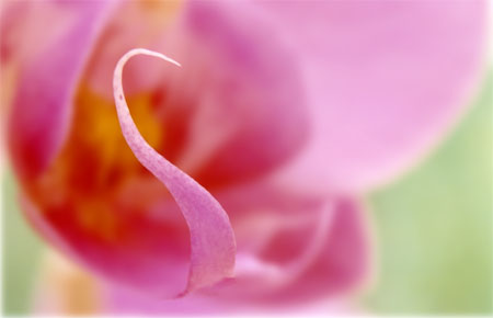 orchidee2.jpg (18916 octets)