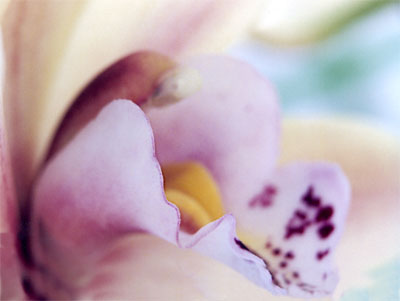 orchidee3.jpg (20699 octets)