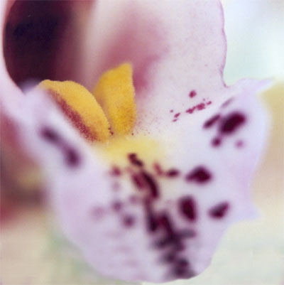 orchidee5.jpg (25505 octets)