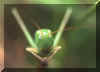 insecte1.jpg (20274 octets)