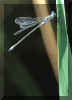 insecte2.jpg (25126 octets)