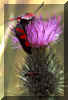 insecte5.jpg (36496 octets)