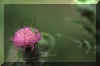 macro2.jpg (10633 octets)