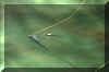 macro5.jpg (8871 octets)