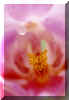 orchidee1.jpg (21621 octets)
