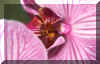 orchidee4.jpg (30172 octets)