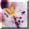 orchidee5.jpg (25505 octets)