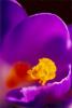 crocus.jpg