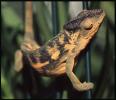 cameleon.jpg